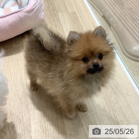 ポメラニアンの写真