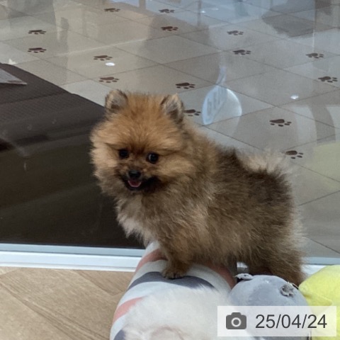 ポメラニアンの写真