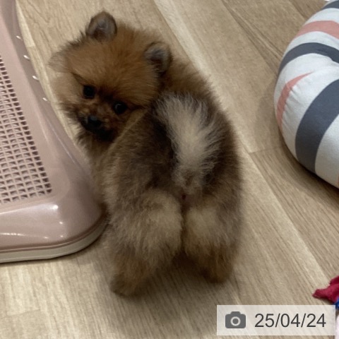 ポメラニアンの写真