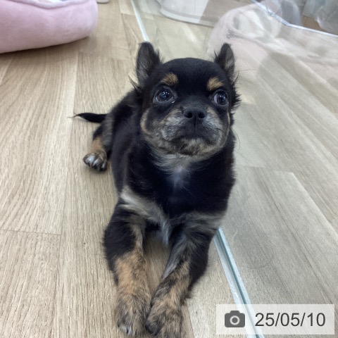 チワワの写真