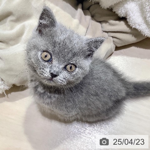 ブリティッシュショートヘアの写真