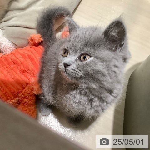ブリティッシュショートヘアの写真