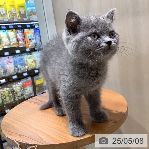 ブリティッシュショートヘアの写真