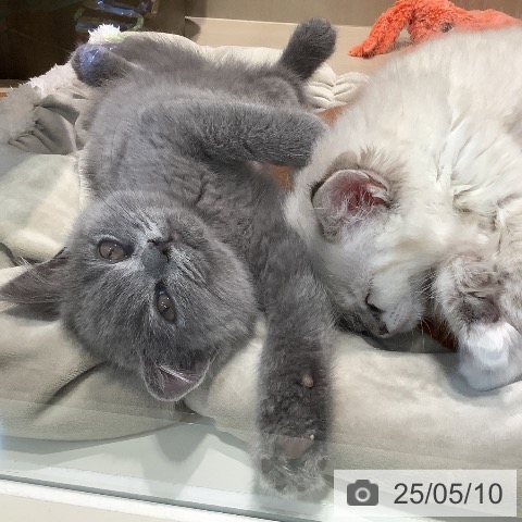 ブリティッシュショートヘアの写真
