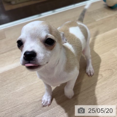 チワワの写真
