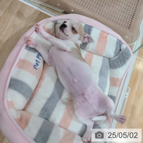 チワワの写真