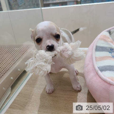 チワワの写真
