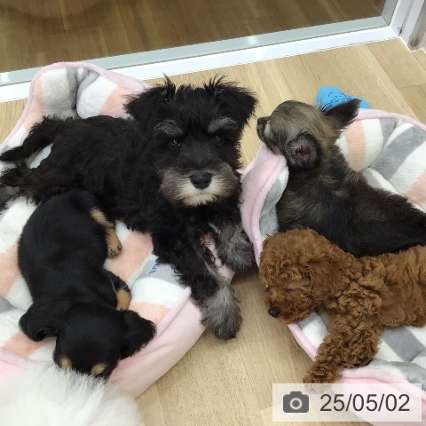 ミニチュア・シュナウザーの写真