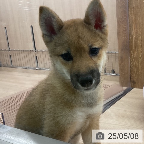 柴の写真