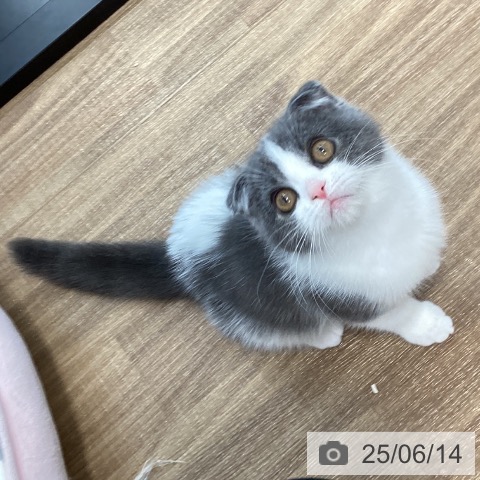 スコティッシュフォールドの写真
