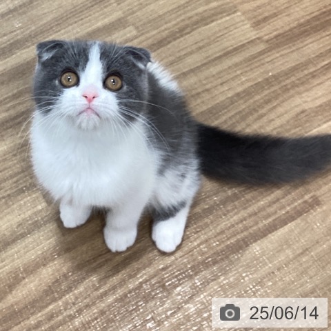 スコティッシュフォールドの写真