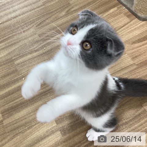 スコティッシュフォールドの写真