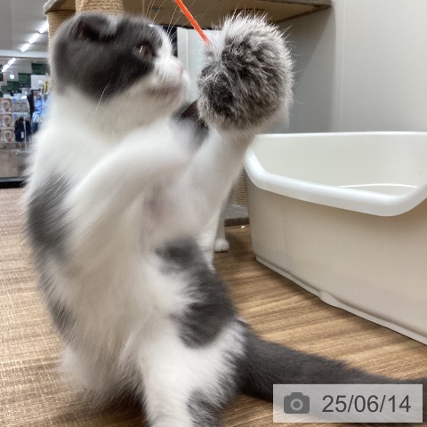 スコティッシュフォールドの写真