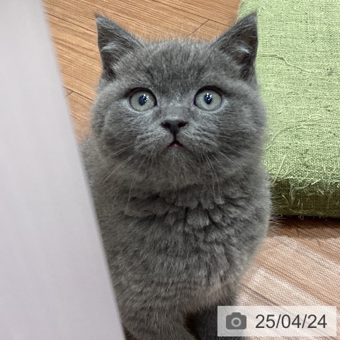 ブリティッシュショートヘアの写真