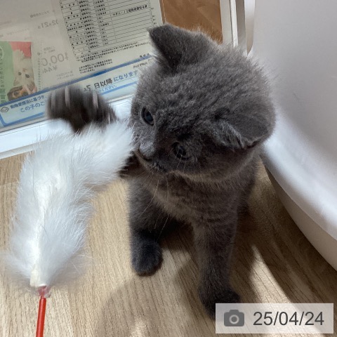 ブリティッシュショートヘアの写真