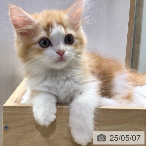 ラガマフィンの写真