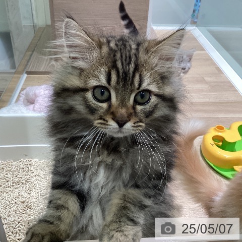 サイベリアンの写真