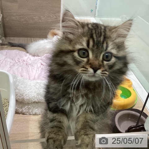 サイベリアンの写真