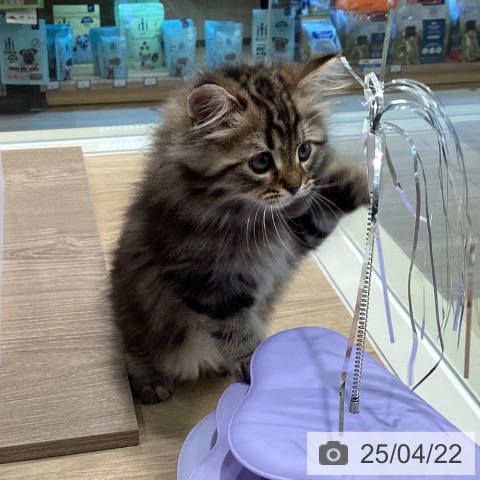 サイベリアンの写真