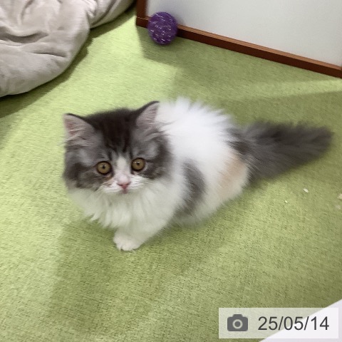 ミヌエットの写真