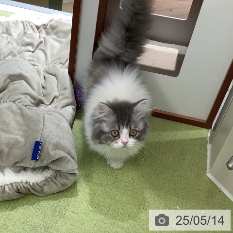 ミヌエットの写真