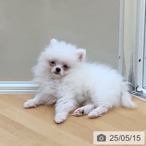 ポメラニアンの写真