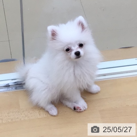 ポメラニアンの写真