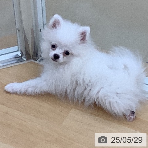 ポメラニアンの写真