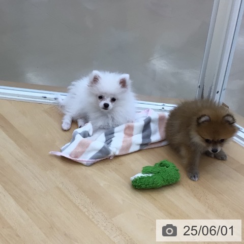 ポメラニアンの写真