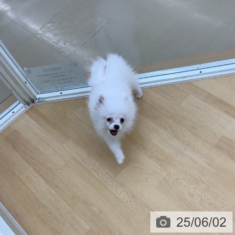 ポメラニアンの写真