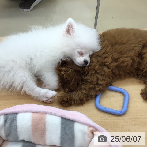 ポメラニアンの写真