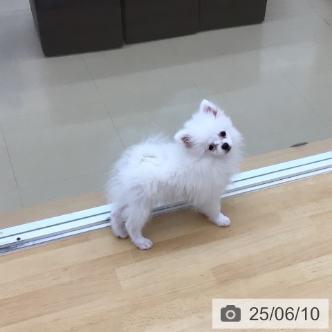 ポメラニアンの写真
