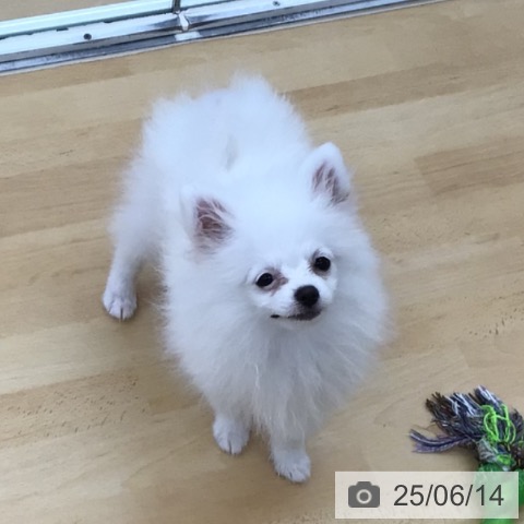 ポメラニアンの写真