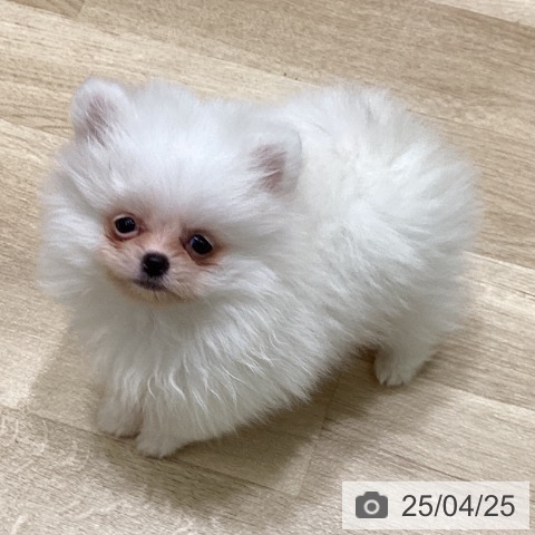 ポメラニアンの写真