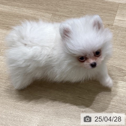 ポメラニアンの写真