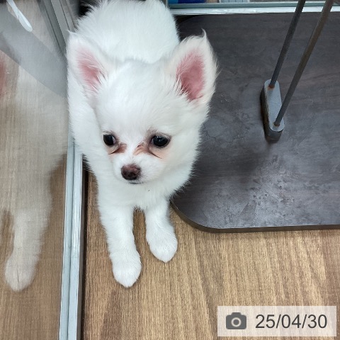 チワワの写真