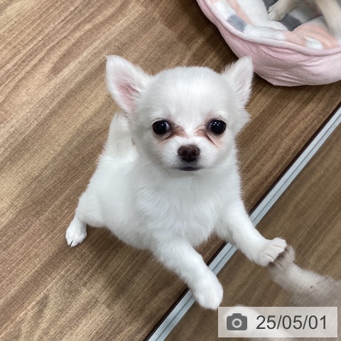 チワワの写真