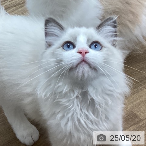 ラグドールの写真