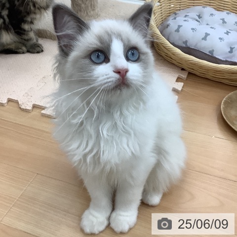 ラグドールの写真
