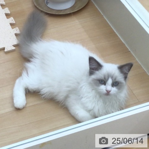 ラグドールの写真