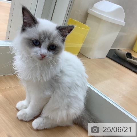 ラグドールの写真