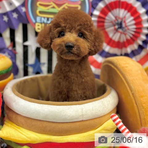 トイ・プードルの写真