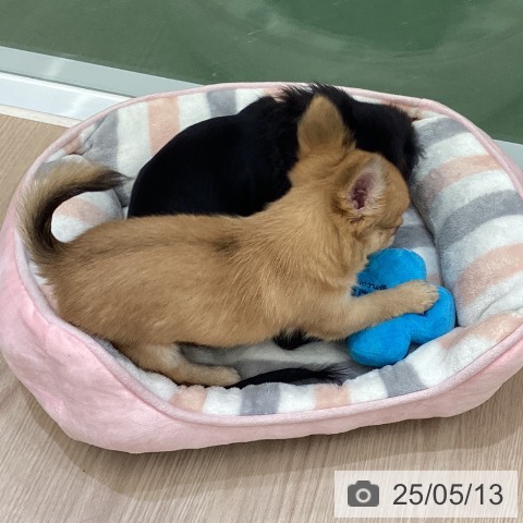 チワワの写真