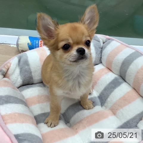 チワワの写真