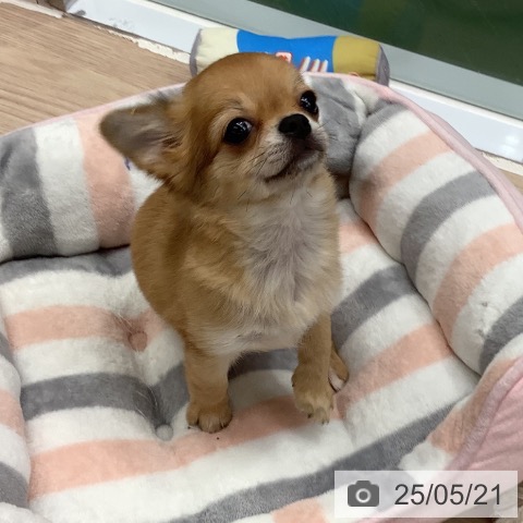 チワワの写真