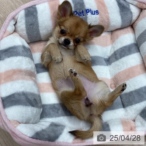 チワワの写真