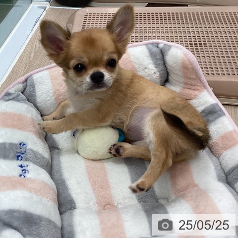 チワワの写真