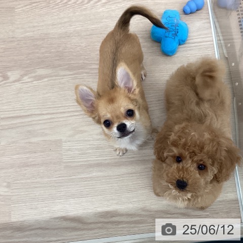 チワワの写真