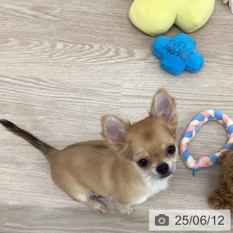 チワワの写真