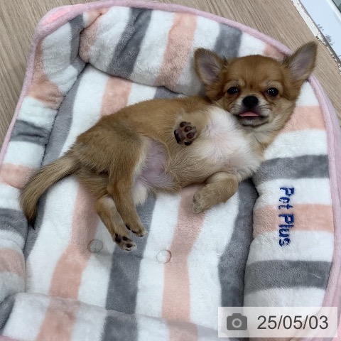 チワワの写真